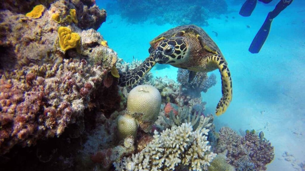 Best time to visit Australia, Great Barrier Reef