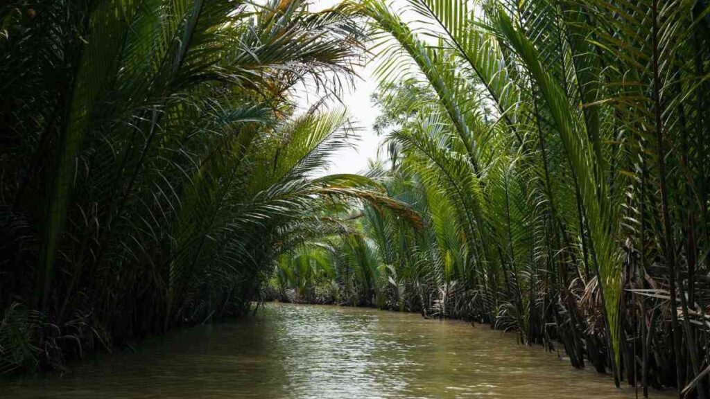 Best time to visit Vietnam, Mekong Delta in January