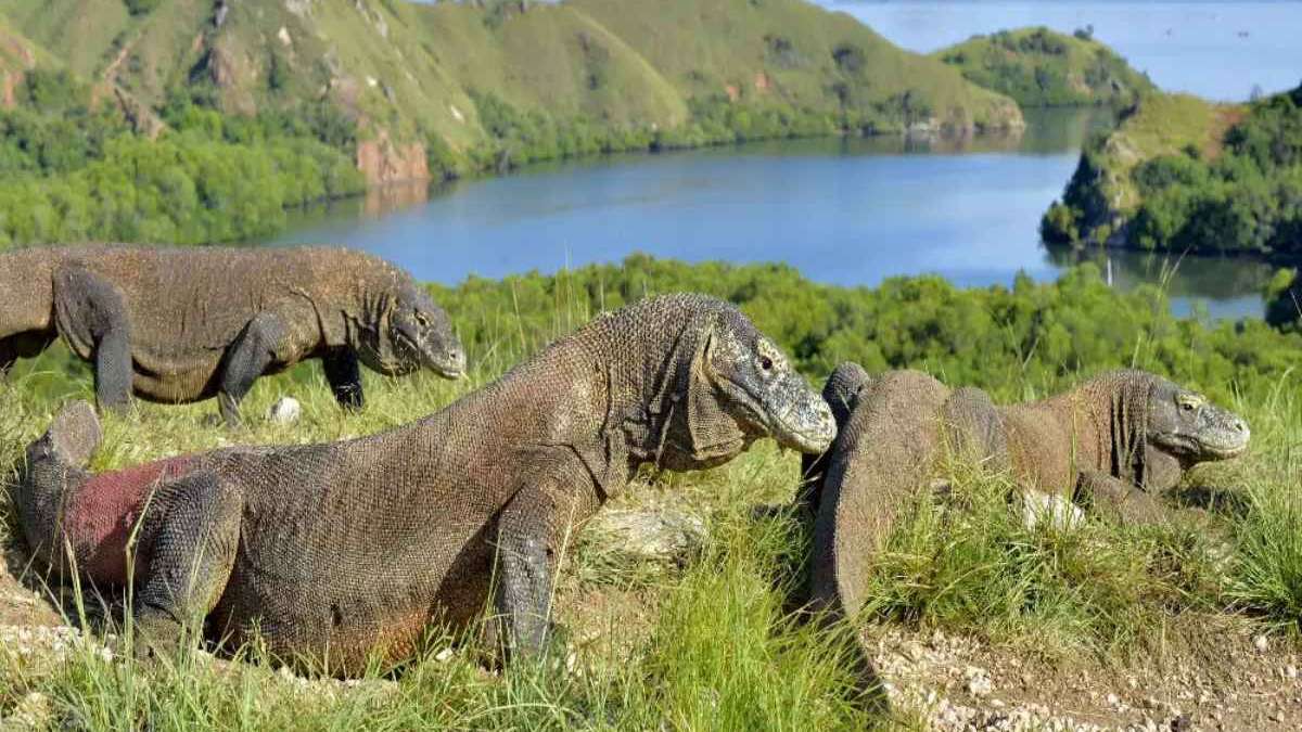 Trip to Indonesia, Komodo National Park