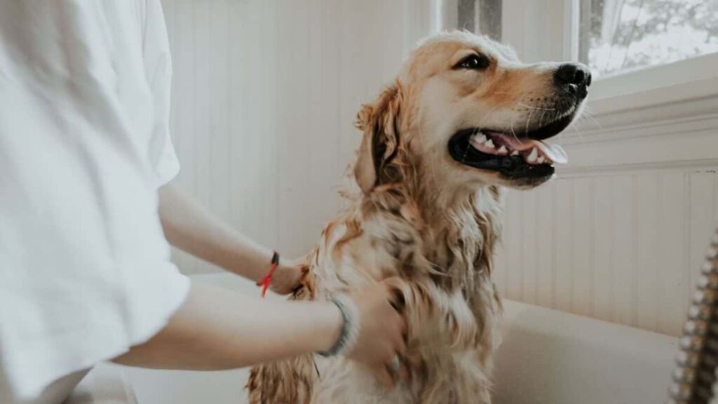 World’s best pet friendly hotels, The Peninsula, Tokyo, Japan