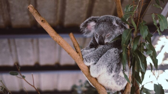 Koalas in Australia banner image
