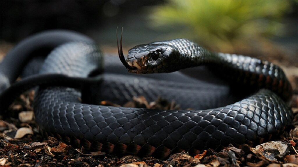 Most dangerous snake in the world, Black Mamba