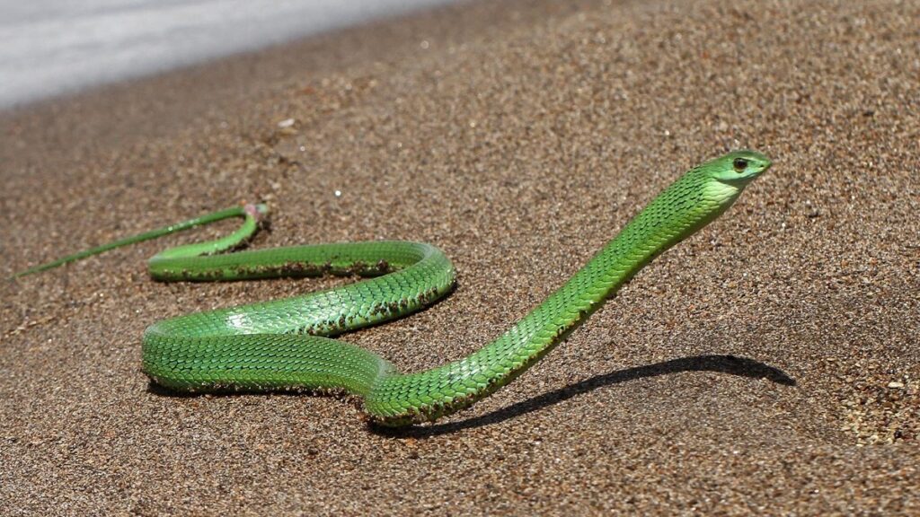 Most poisonous snake in the world, Boomslang