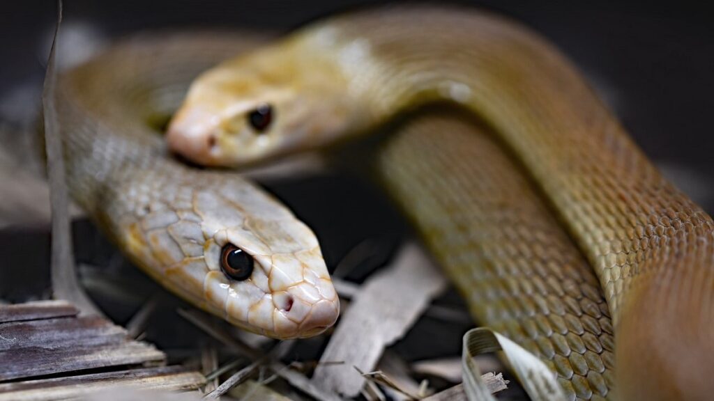 Most dangerous snake in the world, Coastal Taipan