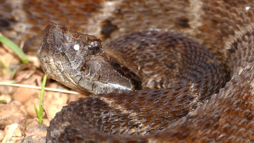 Most venomous snakes in the world, Barba Amarilla, common lancehead, fer-de-lance