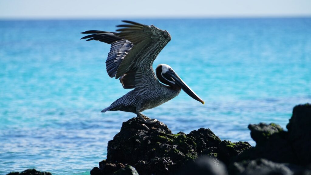 Best places to snorkel in the world, Devil’s Crown, Galapagos