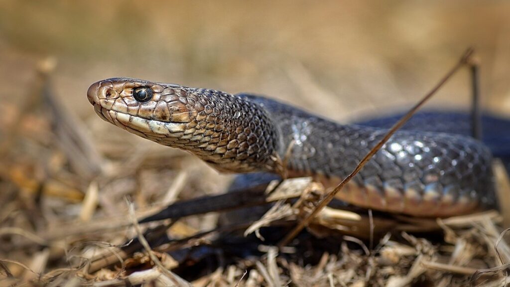 Most venomous snake in the world, Eastern Brown Snake