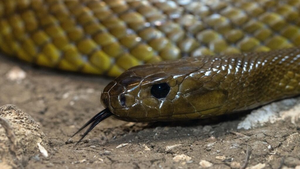 Most poisonous snake in the world, Inland Taipan