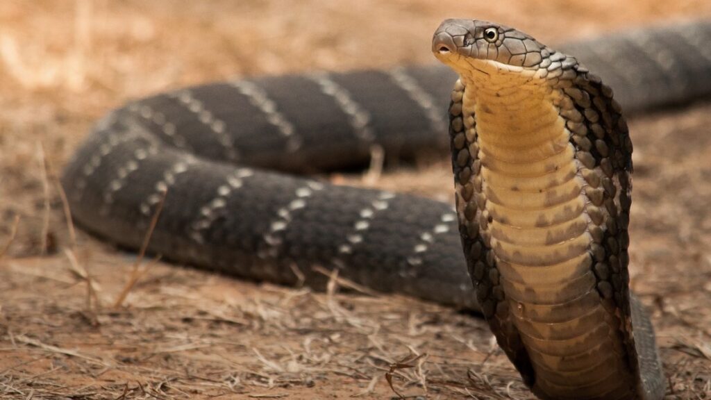 Most venomous snake in the world, King Cobra