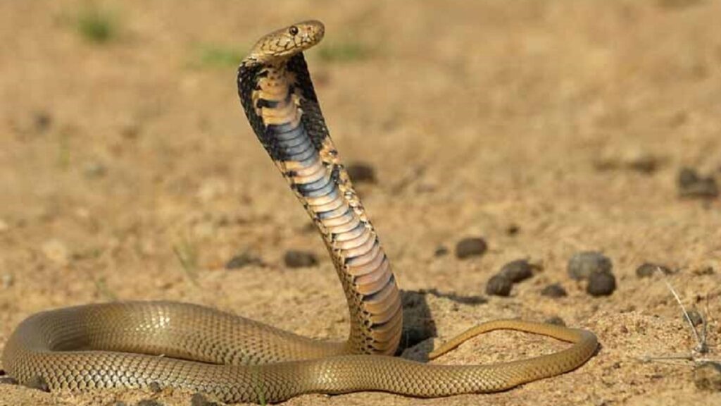 What is the most venomous snake in the world? Mozambique spitting Cobra