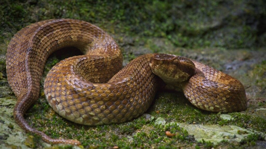 Most venomous snakes in the world, Okinawa Habu