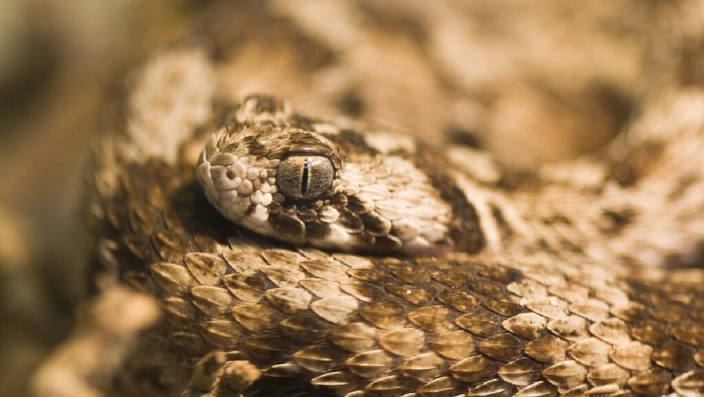 What is the most venomous snake in the world? Saw-scaled Viper