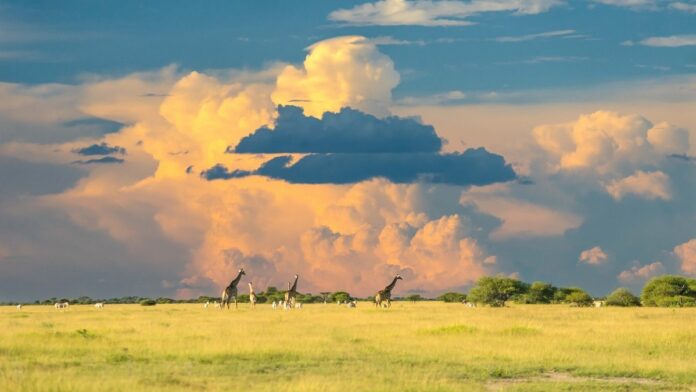 Botswana Africa Safari