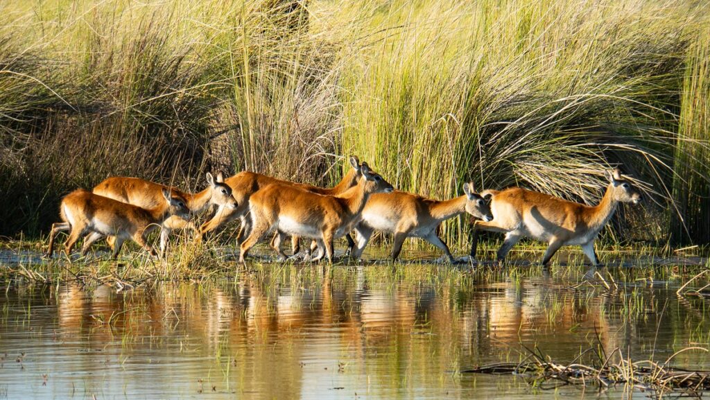 Wildlife from the Botswana Safari