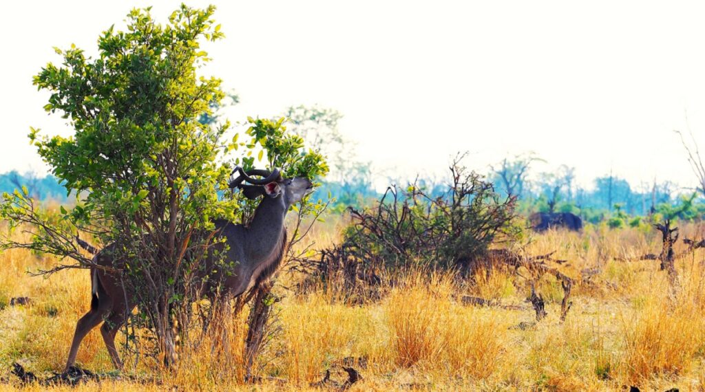 A kudu scratching his nose in the Botswana savanna