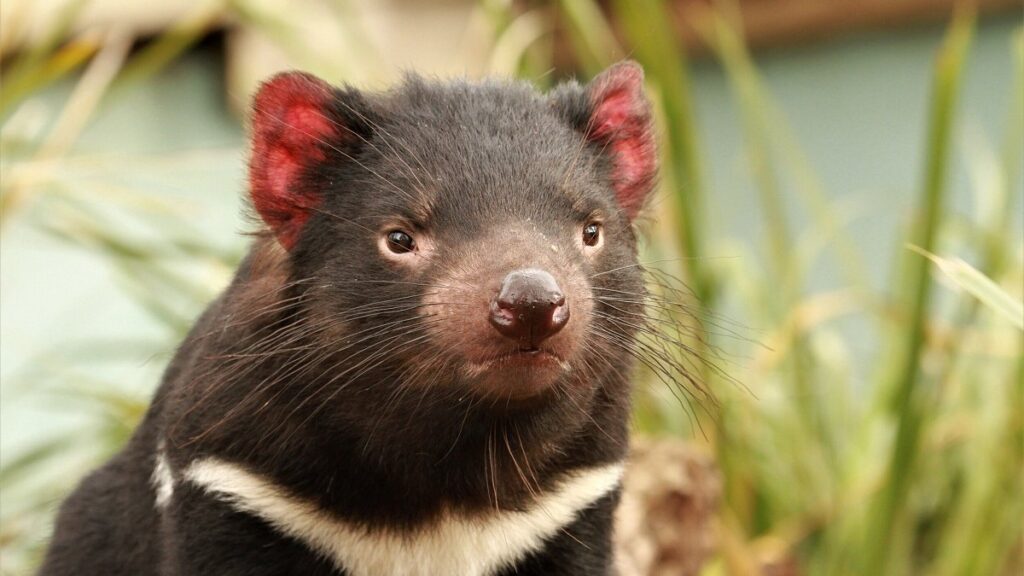 Meet a Tasmanian devil when you visit the sanctuary