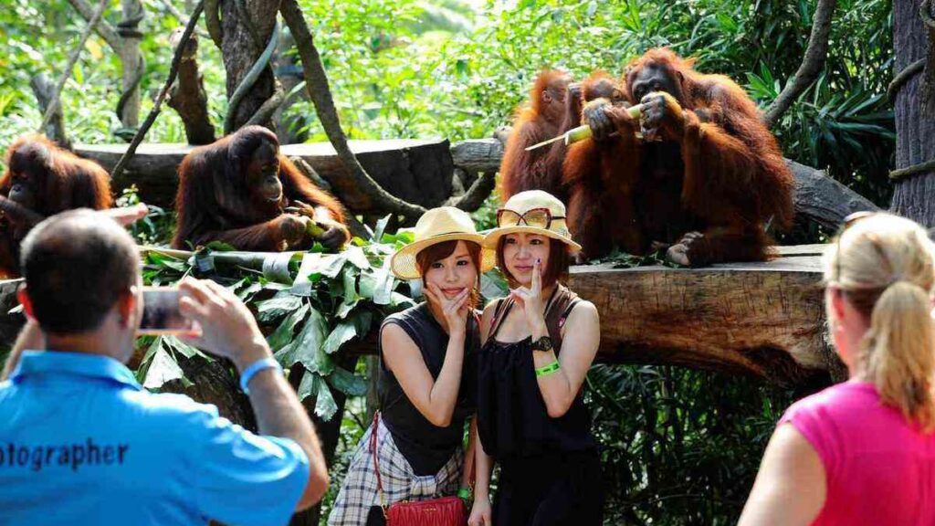 Best zoo in the world, Singapore Zoo