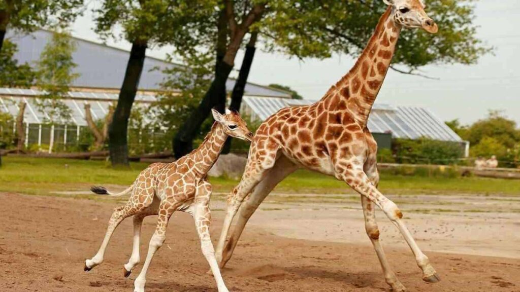 Biggest zoo in the world, Chester Zoo, England