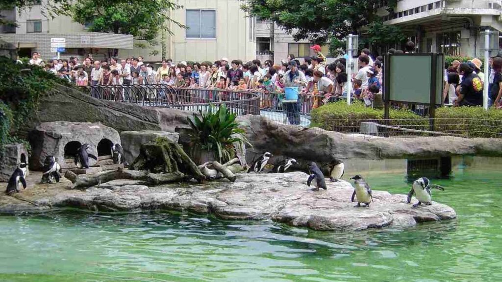 Largest zoo in the world, Ueno Zoo, Tokyo, Japan