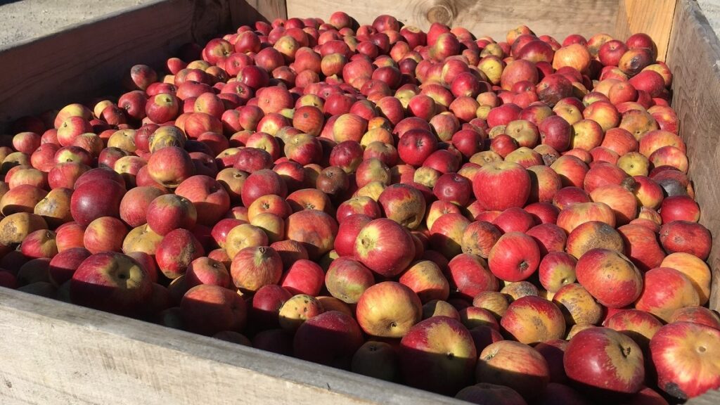 cider apples in a bin