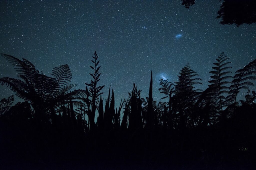 Black ferns against a night sky by Junji Takasago New Zealand
