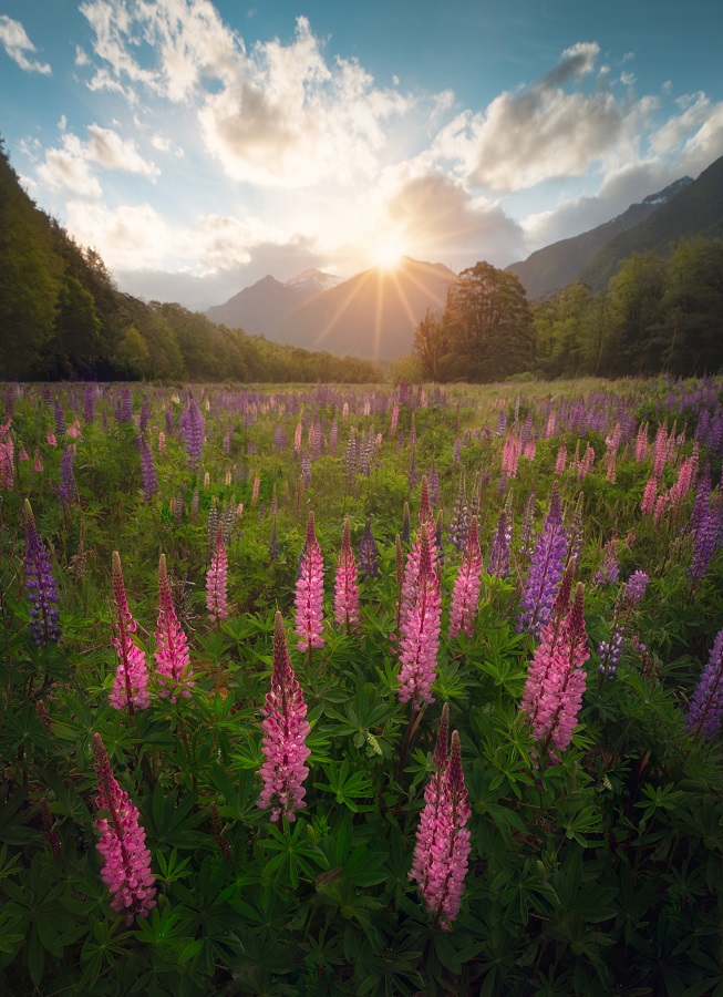 Lupine Flowers - Milford Sound by Navaneeth Unnikrishnan