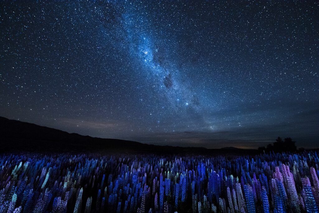 Lupines against the night sky - Mackenzie by Junji Takasago World Photography Day