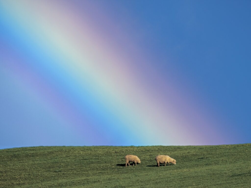 Rainbow Over Sheep by Junji Takasago