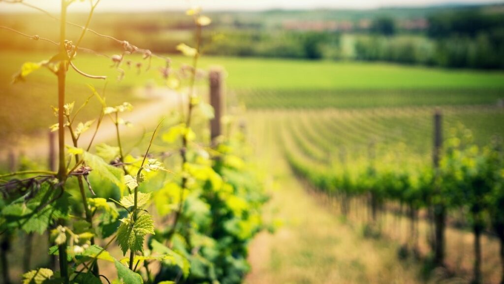 Australian vineyard, Cairns, Australia