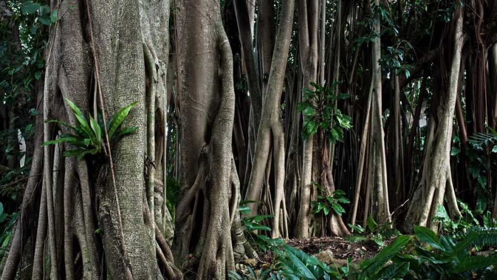 What to do in cairns Australia, nature 