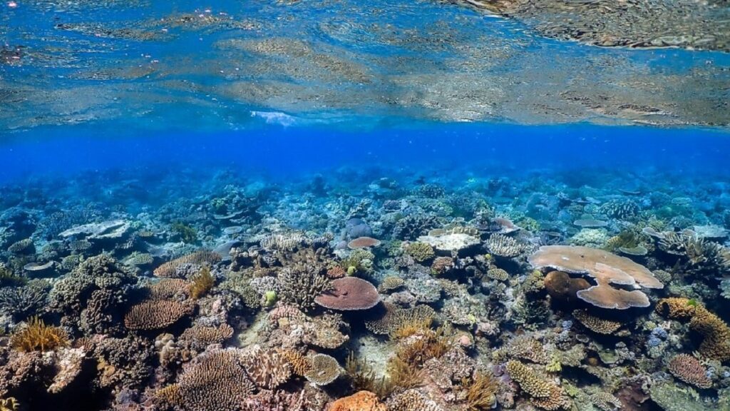 Great Barrier Reef, Cairns, Australia