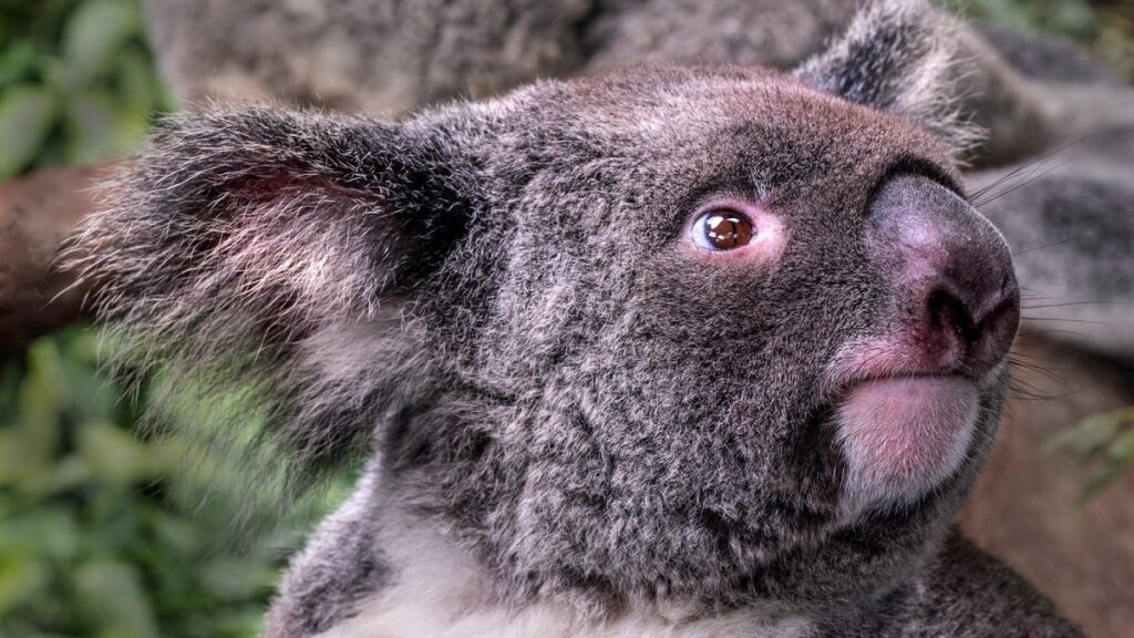 Koala Gardens Kuranda, Cairns Australia