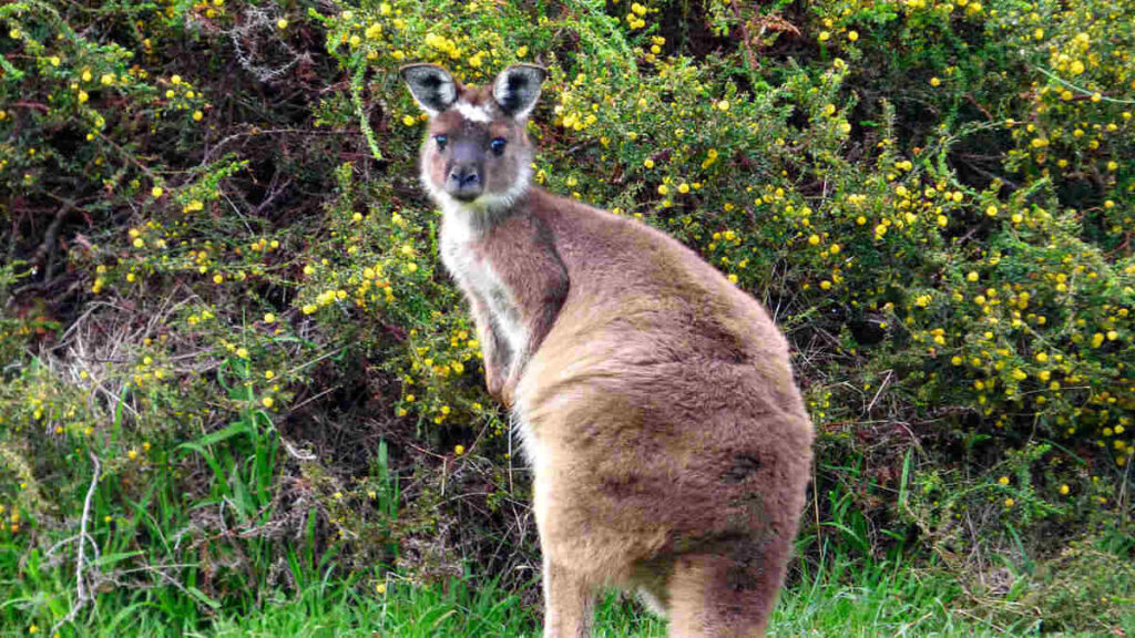 Travel to Kangaroo Island in Australia in July for an unusual trip