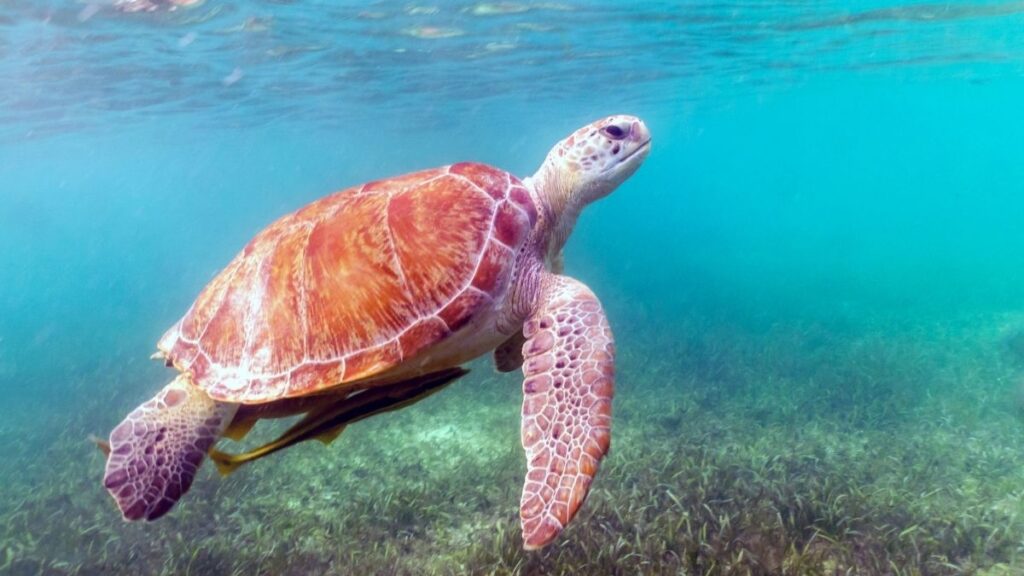 See sea turtles at Akumal, Cancun Mexico