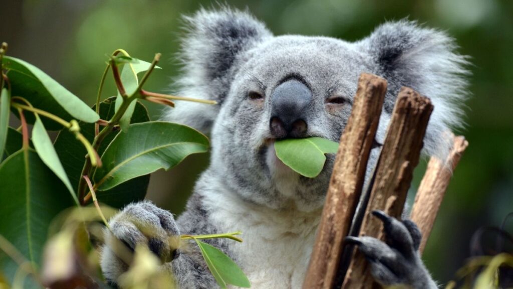 australia travel Koala Bear