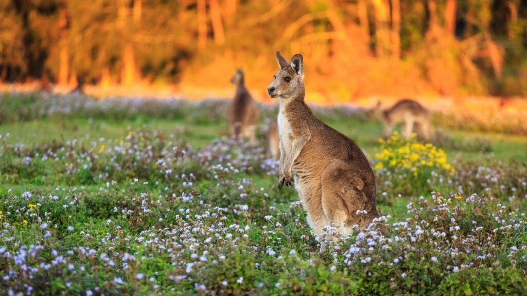 overseas travel australia wildlife