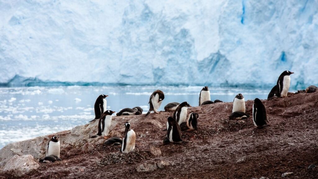 can you visit antarctica - penguins