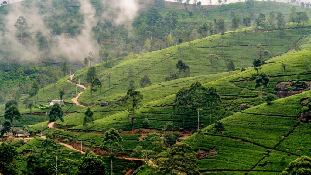 Tea plantations are abundant - best time to visit Sri Lanka