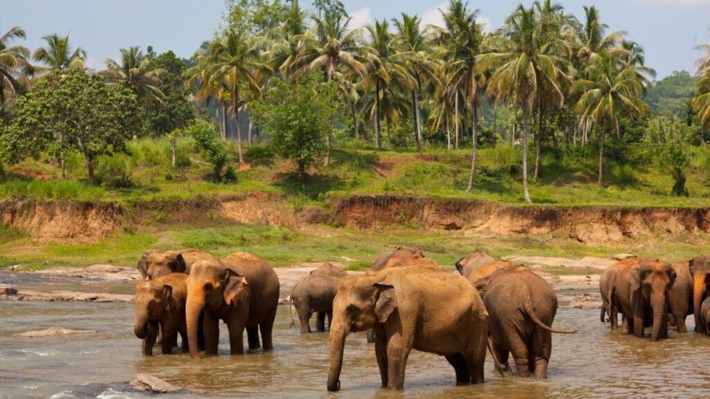 Best time to go to sri lanka to see Elephants