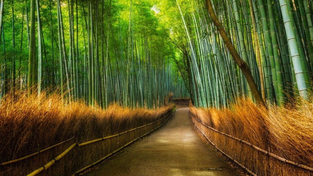 Places to visit in japan - Arashiyama Bamboo Grove in Kyoto