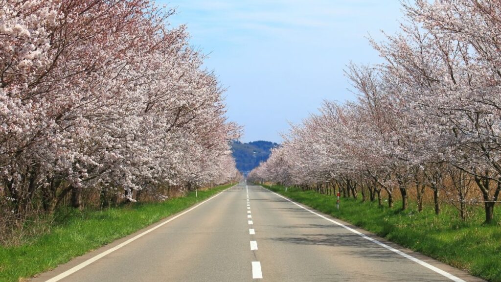 tourist attractions in japan - cherry blossoms at Kanazawa Castle