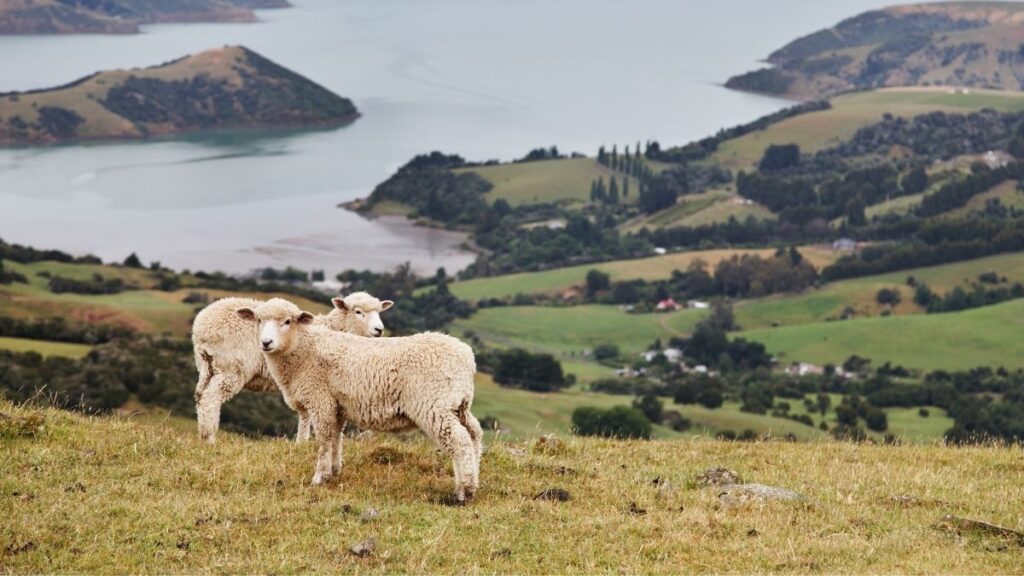 Best hikes in New Zealand - sheep in New Zealand
