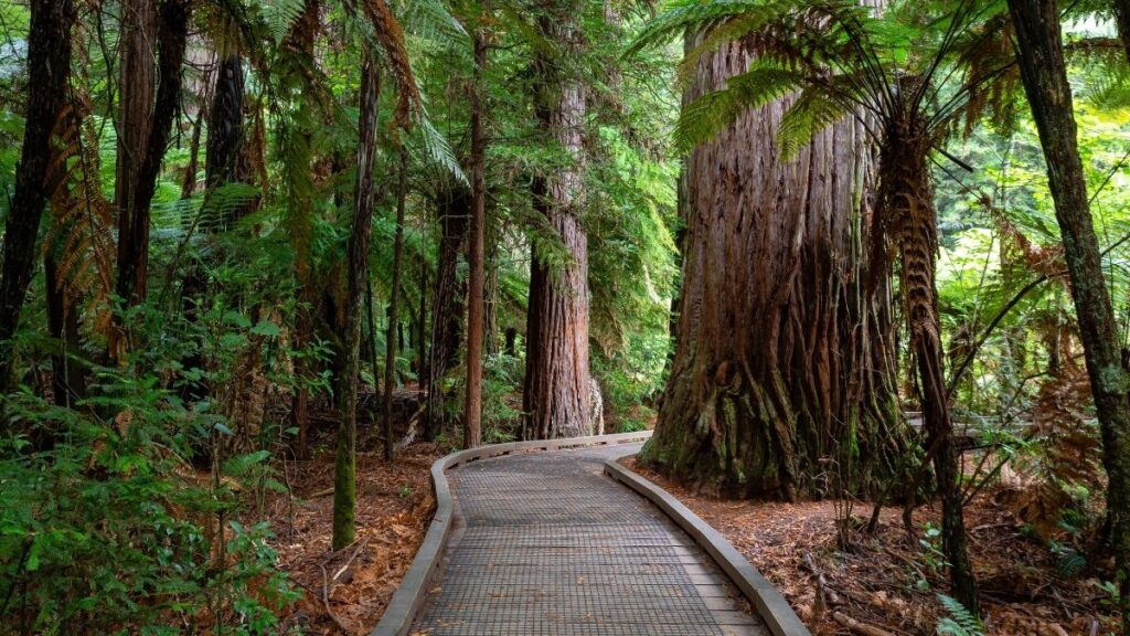 New Zealand hiking - forest trails