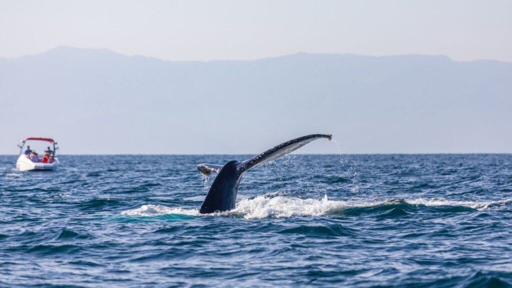 5 things to do in LA - Whale Watching