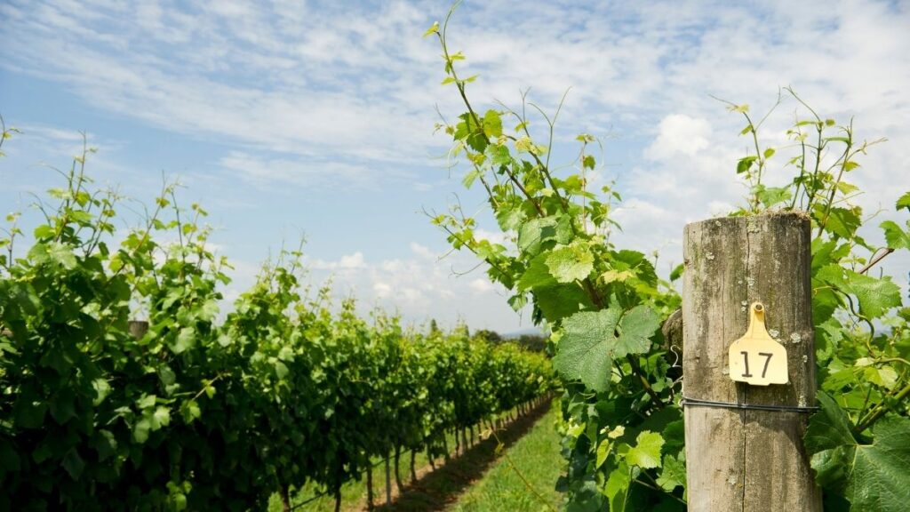 The best Yarra Valley wineries - grape vines