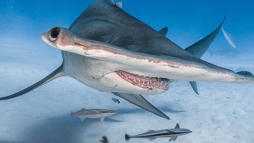 Some of the great sightings include the Great Hammerhead Shark!