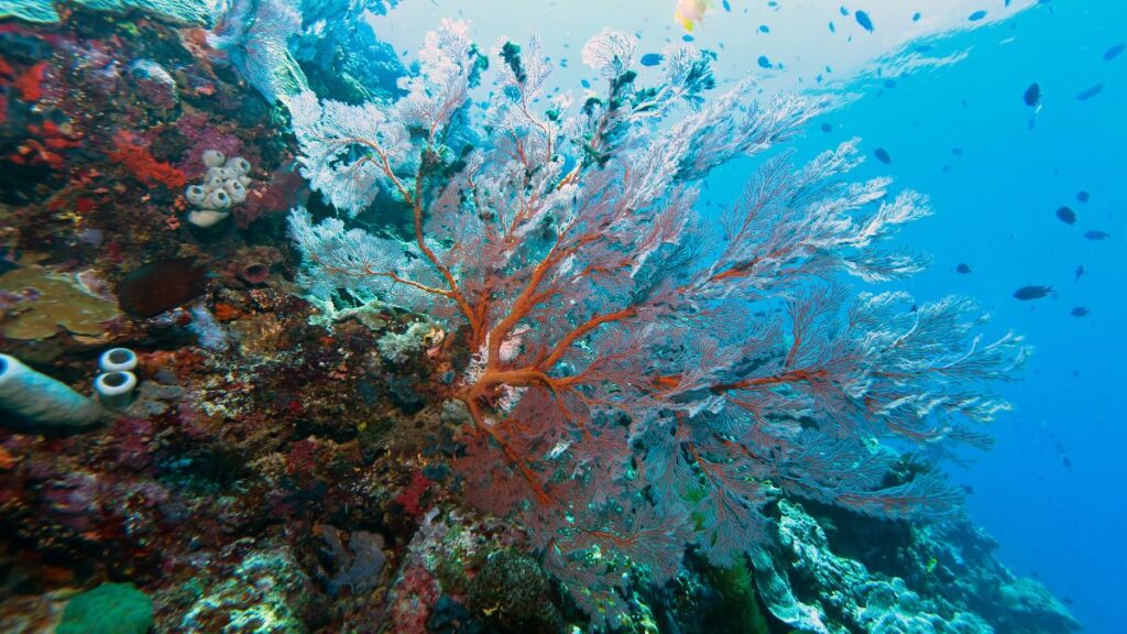 scuba diving in Indonesia - Bunaken National Marine Park, Bunaken Island, North Sulawesi