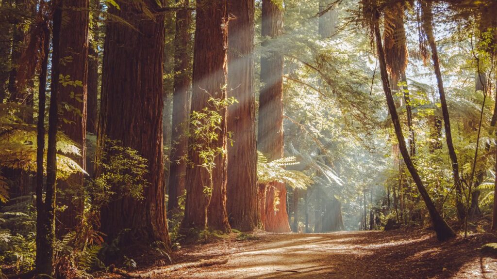 Explore the Redwoods trail in Rotorua for some of the best mountain biking in New Zealand