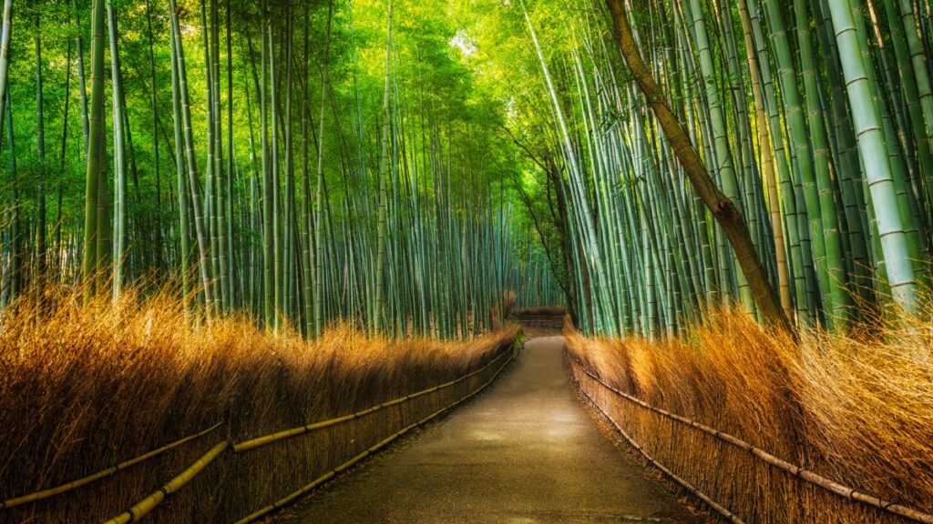 Make sure to explore the bamboo forests in Arashiyama