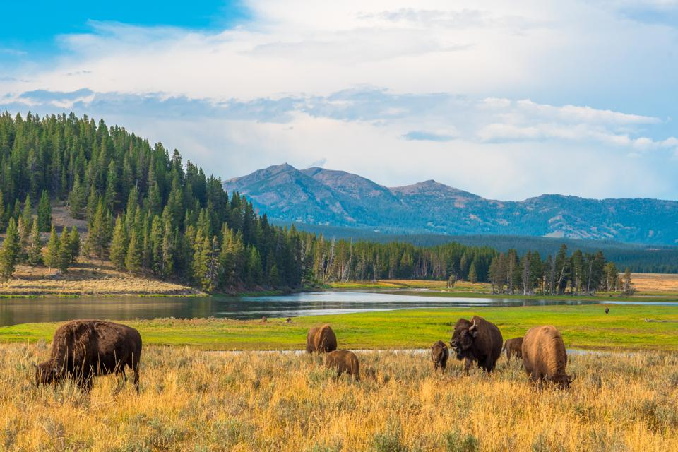 Visit the Yellowstone National Park in May and see it come alive